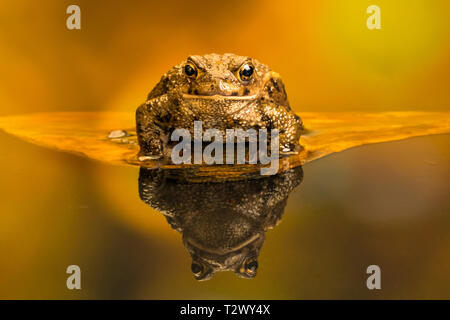 Common toad (Bufo Bufo) also known as European toad is an amphibian found in Europe, western part of North Asia and Northwest Africa. Stock Photo