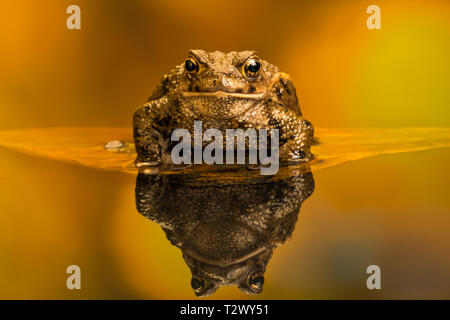Common toad (Bufo Bufo) also known as European toad is an amphibian found in Europe, western part of North Asia and Northwest Africa. Stock Photo