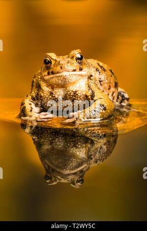 Common toad (Bufo Bufo) also known as European toad is an amphibian found in Europe, western part of North Asia and Northwest Africa. Stock Photo