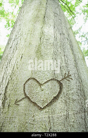 An arrow and heart carved into a tree Stock Photo