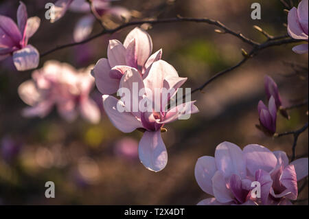 Pink magnolia flowers in a macro image Stock Photo