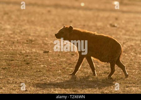 Silhouette of Hyena resting at sunrise in Maasai Mara Stock Photo