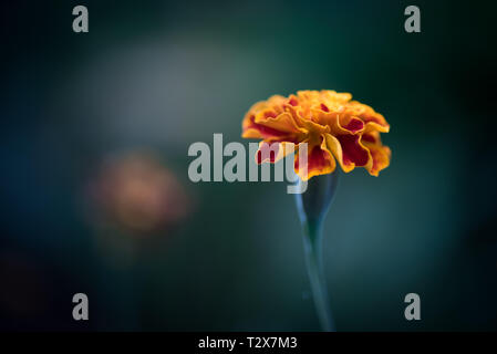 Single red and yellow Mexican Marigold (Tagetes Erecta) against a dark blurred background Stock Photo