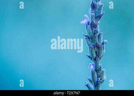 A stem of Lavender blooms on the right against a blurred blue background Stock Photo