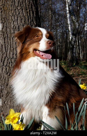 Red male Australian shepherd dog Stock Photo