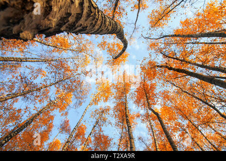 Natural background view of the bottom of the tops of the trees stretch to the blue sky with yellow and red bright leaves in the autumn park Stock Photo