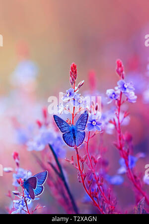 two bright little blue butterflies sitting on a flowering summer meadow with purple solar shades Stock Photo