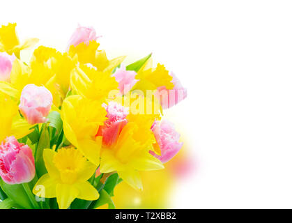 fresh pink tulips and yellow daffodils over white background Stock Photo