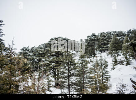 This is a capture for a landscape during winter in north Lebanon the shot was taken in late march 2019 and you can see the cedar forest Stock Photo