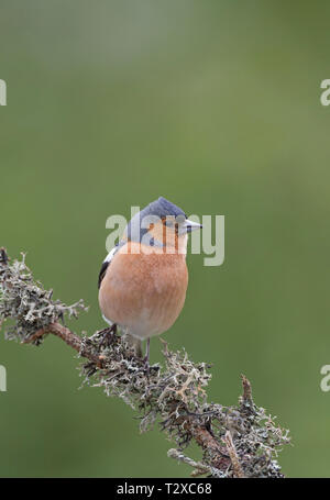 Chaffinch, Fringilla coelebs, single adult male perched on lichen covered branch. Aviemore, Scotland, UK. Stock Photo