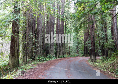 A small road winds through Gualala River Redwood River Park in Sonoma County, California. Stock Photo