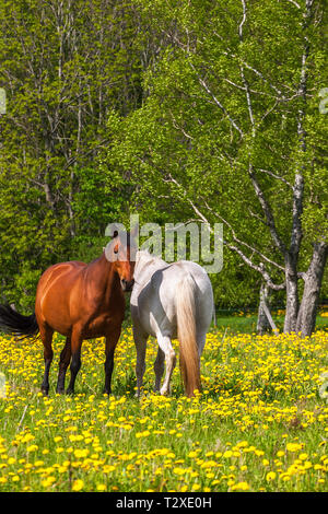 Horses on a summer meadow with blooming dandelions Stock Photo