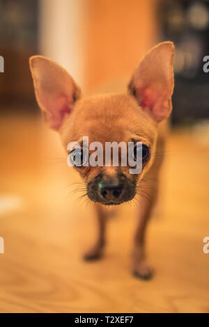 Pretty light brown chihuahua dog looking straight up at the camera at home Stock Photo