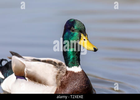 Side portrait of a single male mallard duck (Anas platyrhynchos) swimming in a lake, England, UK Stock Photo