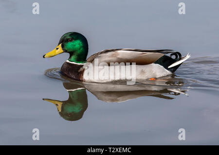 Side portrait of a single male mallard duck (Anas platyrhynchos) swimming in a calm lake with a perfect reflection in the water, England, UK Stock Photo