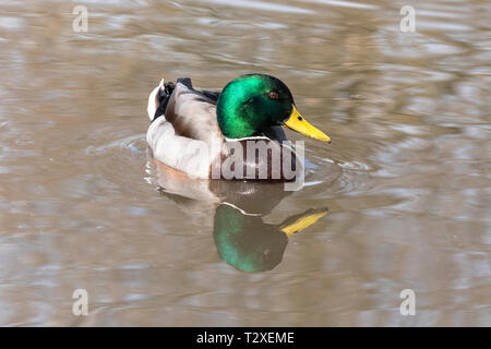 Side portrait of a single male mallard duck (Anas platyrhynchos) swimming in a lake, England, UK Stock Photo