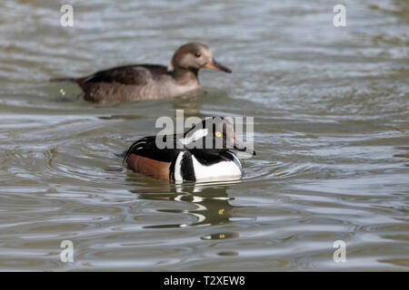 Male Hooded merganser (Lophodytes cucullatus) swimming in a lake Stock Photo