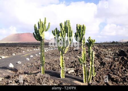 Euphorbia cactus growing on lava ground in front of red volcano at Timanfaya NP, Lanzarote, Canary Islands Stock Photo