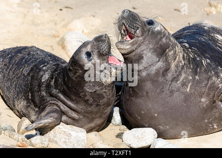 Two recently born Northern Elephant Seal pups (Mirounga angustirostris) bark and play in the sand near Chimney Rock at Point Reyes National Seashore. Stock Photo