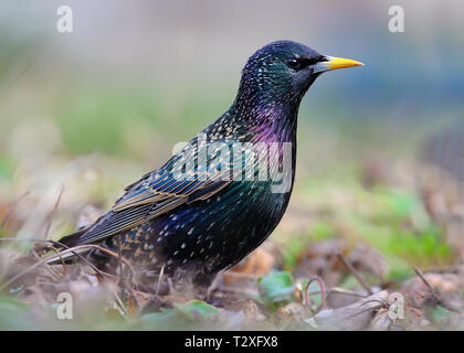 Shining Common Starling posing in the grass Stock Photo