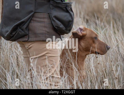 Working Gundogs Stock Photo