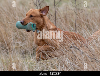 Working Gundogs Stock Photo