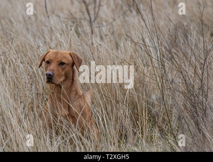 Working Gundogs Stock Photo