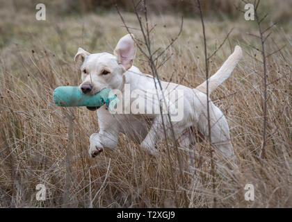 Working Gundogs Stock Photo