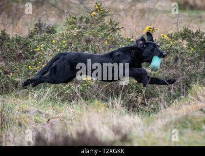 Working Gundogs Stock Photo