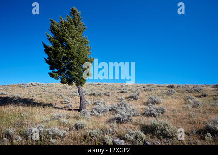 Lone pine tree at Blacktail Plateau in Yellowstone National Park Stock Photo