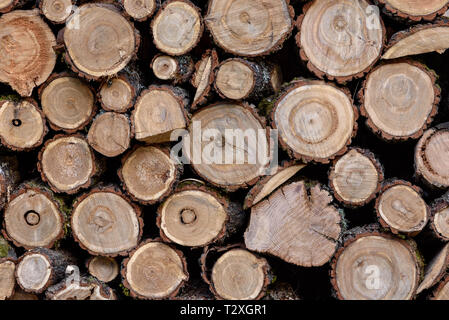 Wood texture. Background of wood cuts, round logs. Cross section of the tree Stock Photo