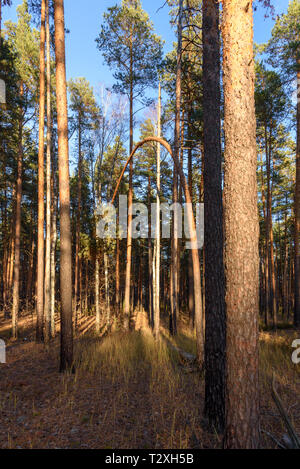 Forest landscape. Pine forest in Russia Stock Photo
