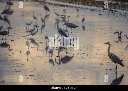 Rice field in Albufera of Valencia full of birds on a tilling day at sunset, Valencia, Spain. Stock Photo