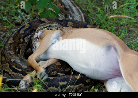 Python with wide open mouth trying to eat Antilope in South Africa Stock Photo