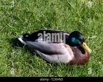 Mallard duck (Anas platyrhynchos) Stock Photo