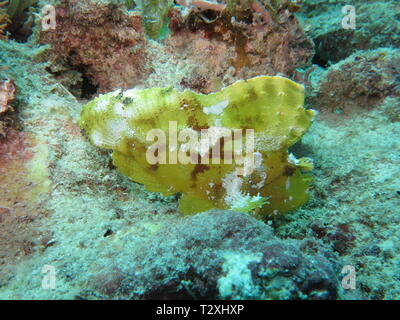 Yellow leaf scorpionfish, paper fish, Leaf fish, or flat Scorpionfish (Taenianotus triacanthus) at Mnemba atol, Zanzibar Stock Photo