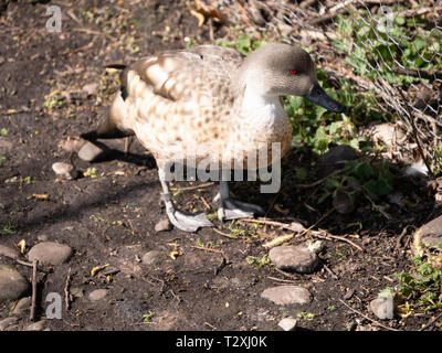 Patagonian crested duck (Lophonetta specularioides specularioides) Stock Photo