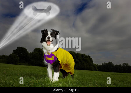 Superdog being signalled by spotlight Stock Photo