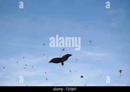 Closeup of a Eagle kite with others in background Stock Photo