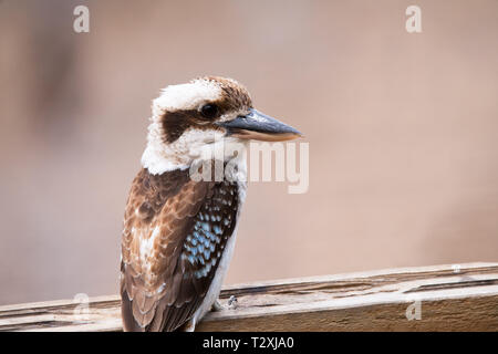 Birds Laughing Kookaburra Stock Illustrations – 29 Birds Laughing Kookaburra  Stock Illustrations, Vectors & Clipart - Dreamstime