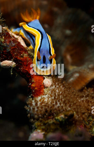 Closeup of blue, orange and black, nudibranch, Chromodoris elisabethina, sea slug, on orange coral approaching polyps Stock Photo