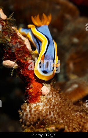 Closeup of blue, orange and black, nudibranch, Chromodoris elisabethina, on orange coral Stock Photo