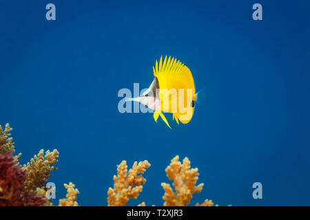 Yellow longnose butterflyfish, Forcipiger flavissimus, swims in blue water above coral reef Stock Photo