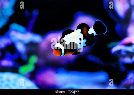 Black Ice Snowflake Ocellaris Clownfish - Amphiprion ocellaris Stock Photo