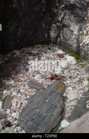 Small Round Rockpool with Quartz Pebble Bottom on the Shore along Hope Cove, South Devon, UK. Stock Photo