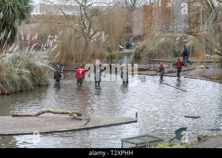 Birds being rounded up in the duck ponds at WWT Castle Espie reserve, Comber, County Down, Northern Ireland to get their annual health check.. Stock Photo