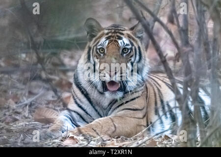 Bengal tiger (Panthera tigris tigris) in India's Bandhavgarh National Park Stock Photo