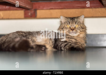 Adorable male cat rests under bed. An under-bed living space belongs exclusively to him. His name is Scott, he lives in a small room in Thailand. Stock Photo