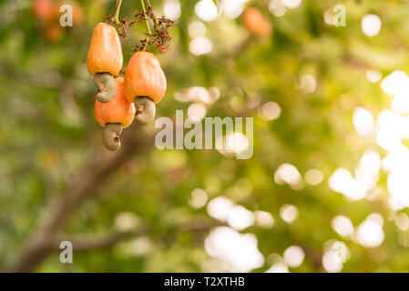 Cashew nuts on a branch in the garden in the light of sunset. The cashew tree (Anacardium occidentale) in Prachuap Khiri Khan city, Thailand. Stock Photo