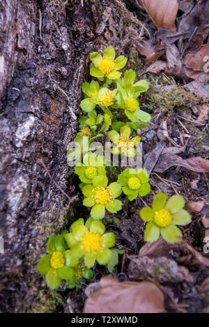 Hacquetia blooming in the forest Stock Photo